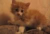 Котята в хорошие руки превью 972699.