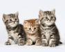 Британскин мраморные котята превью 970347.