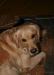 Ищем дом для голден-ретриверши Фанни превью 973319.