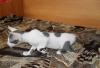 Превью Котята корниш-рексы Екатеринбург - 1
