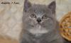Продаются британские котята от питомника превью 974479.
