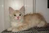 Персиковый котенок Персей 2,5 мес. почти даром превью 974632.