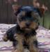 Щенки йорка превью 975885.