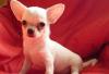 Чихуахуа щенки превью 975941.