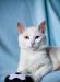 Молоденький годовалый белый разноглазый котик превью 976405.