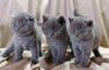 Шотландские котята превью 976719.