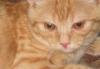 В дар рыжий молодой котик, метис британца превью 976830.