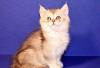 Британский котик превью 970740.