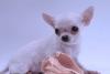 Чихуахуа Мини мальчик превью 977068.