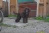 Превью Пудель миниатюрный Пермь - 1