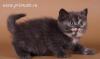 Очароваетльная шотландская кошечка превью 978219.