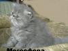 Персидская кошечка превью 978400.