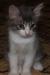 Отдам котенка, мальчик Татошка, 1.5 месяца в дар превью 978553.