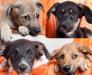 Забавные, веселые, красивые щенки в дар превью 970905.