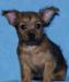 Продается  щенок превью 970929.