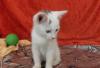 3х месячная котейка хочет домой превью 979126.