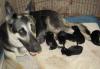 Продаю щенков вео превью 979158.