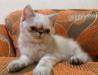 Превью Экзоты Нижний Новгород - 4