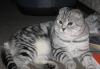 Шотландский вислоухий кот приглашает на вязку превью 979617.