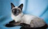 Тайский котенок девочка 3 месяца. Очень ласковая превью 981145.
