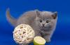 Британские котята голубые и лиловые превью 982129.