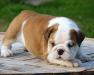 Английский бульдог щенок, девочка превью 982211.