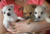 Продаются щенки низкие цены превью 982244.