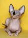 Превью Питомник канадских сфинксов  бамбино siris Москва - 1