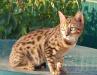 Бенгальские котята превью 982976.