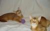 Превью Абиссинские котята Москва - 1