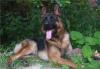 Щенки немецкой овчарки рожд.01.06.2010 превью 980455.
