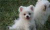 Шпиц-белоснежная карликовая девочка превью 984502.