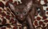 Превью Котята Королевской породы Мытищи - 1