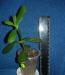 Превью CRASSULA Москва - 1