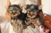 Йоркширский терьер, щенки превью 985539.