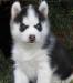 Хаски сибирского щенков 2,5 превью 985964.