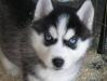 Хаски сибирского щенков 2,5 превью 986114.
