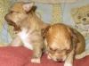 Чихуахуа мальчики д/ш на фото превью 986290.