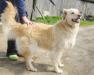 Ищем добрые руки для голден-ретривера (метис) превью 986765.