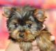 Йорки - щенки хорошего качества от  заводчика превью 987107.