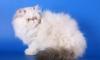 Кошка персидская превью 987276.