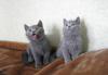 Продаются чистокровные британские котята превью 987374.