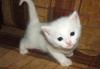 Отдам котенка в добрые руки превью 988192.