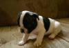 Щенки французского бульдога превью 988246.