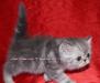 Превью Экзотические ласковые ухоженные плюшевые котята Новосибирск - 4