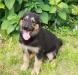Щенки метисы немецкой овчарки в дар превью 991904.