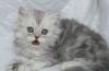 Превью Скоттиши коты голубоглазые2,5мес.и др Москва - 1