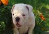 Продается девочка английского бульдога превью 992420.