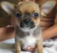 Продается щенок чихуахуа превью 992563.