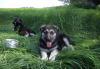 Щенки восточноевропейской овчарки превью 990365.